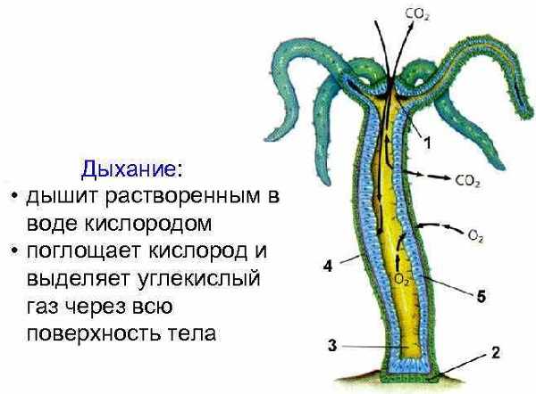 Что с кракеном сайт