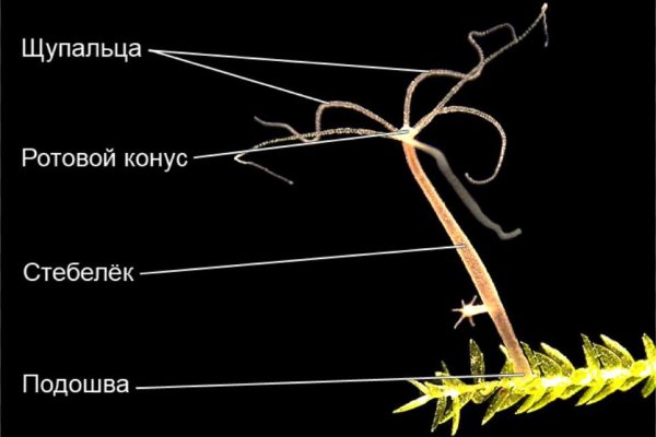 Что такое кракен площадка